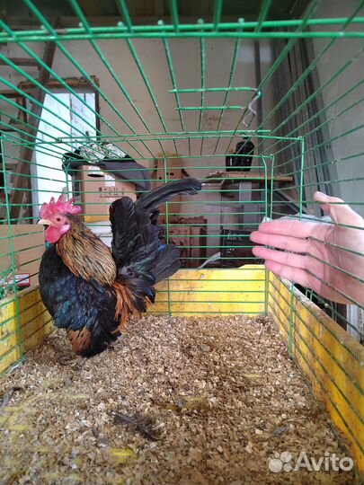 Фазан Золотой и Куры карликовые Серама Малазийская