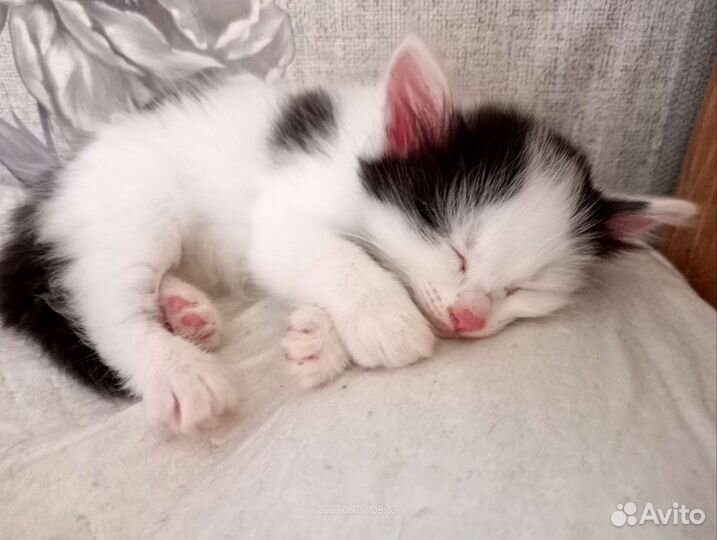 Кошка в дар