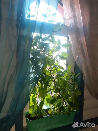 Джинура Прокумбенс