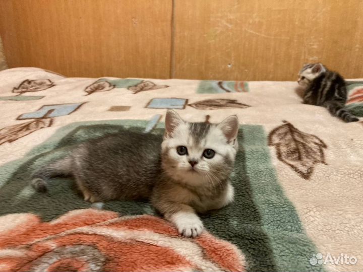 Британские котики