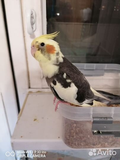 Попугай корелла птенец