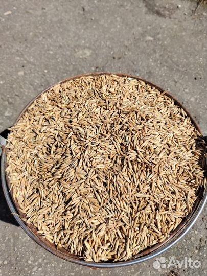 Зерно овес 8, пшеница 9