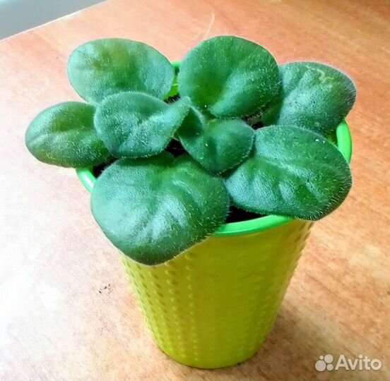 Детки фиалок и укоренённые листочки с детками