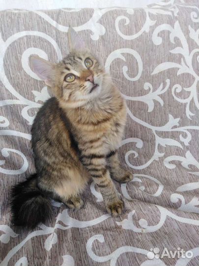 Котик бобтейл