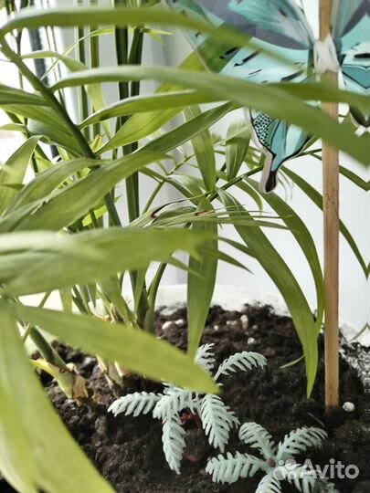 Пальма хамедорея