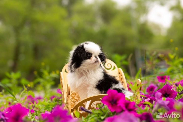 Японский хин