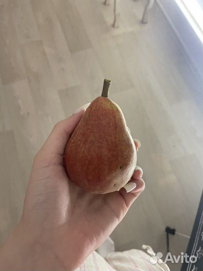 Груша домашняя