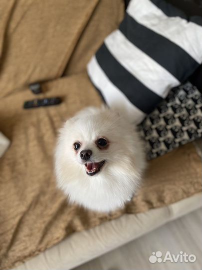 Передержка животных