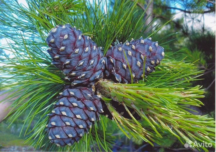 Саженцы Кедра