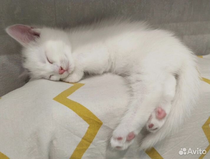 Котёнок белый