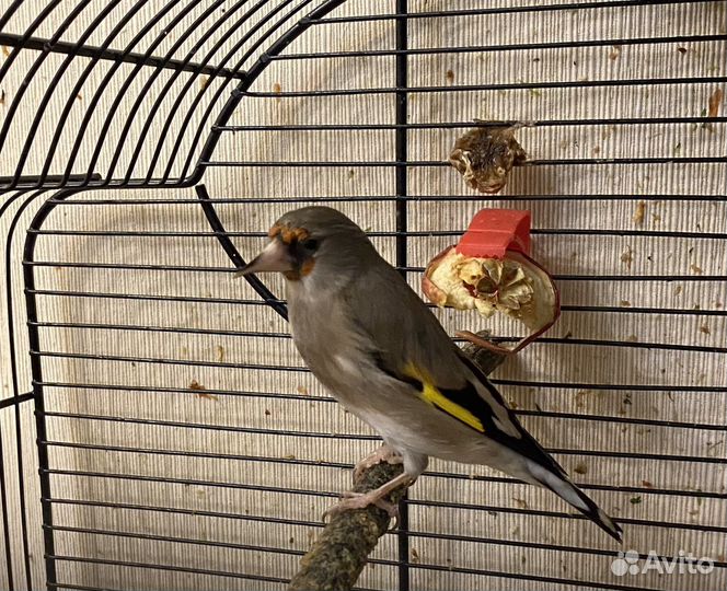 Седоголовые щеглы и кенор