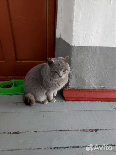 Взрослый кот