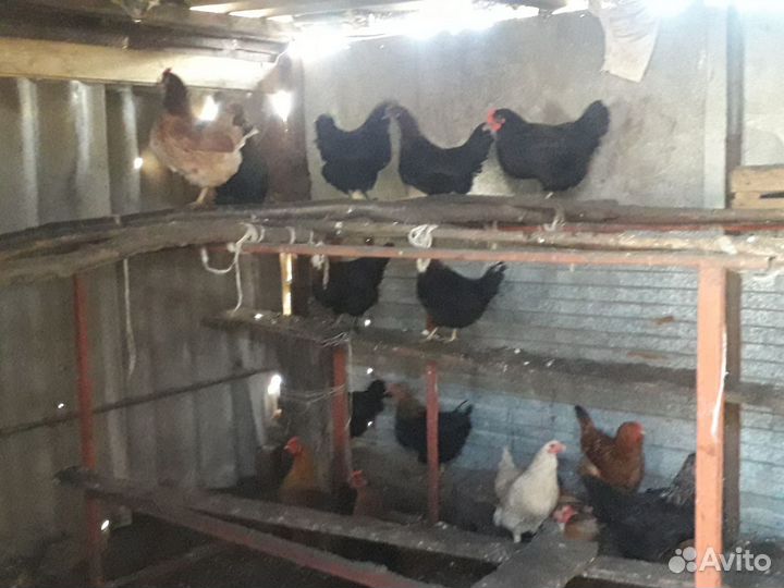 Инкубационное яйцо кур несушек