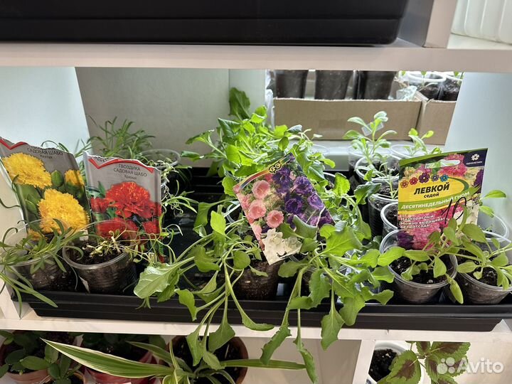 Рассада цаетов. Петиния, астра, колокольчики