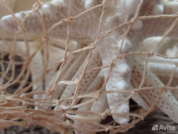 Морская звезда