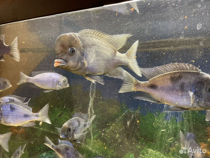 Рыбка голубой дельфин