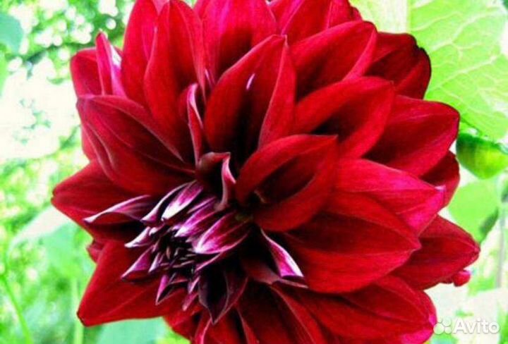 Георгины, пионы