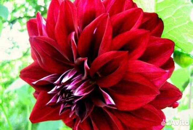 Георгины, пионы