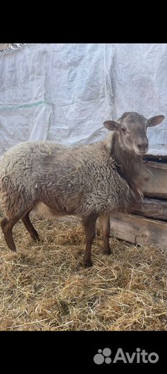 Ягнята дорпер, катум