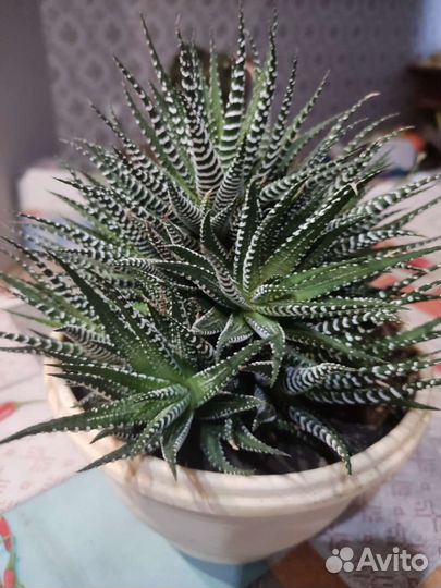 Хавортия полосатая