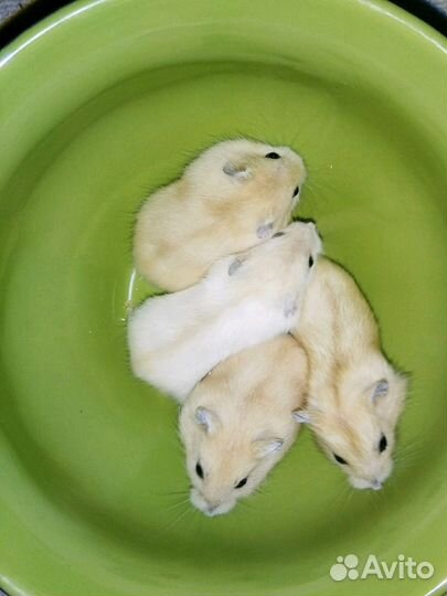 Разноцветные, джунгарские хомячки (мандарин, жемчу