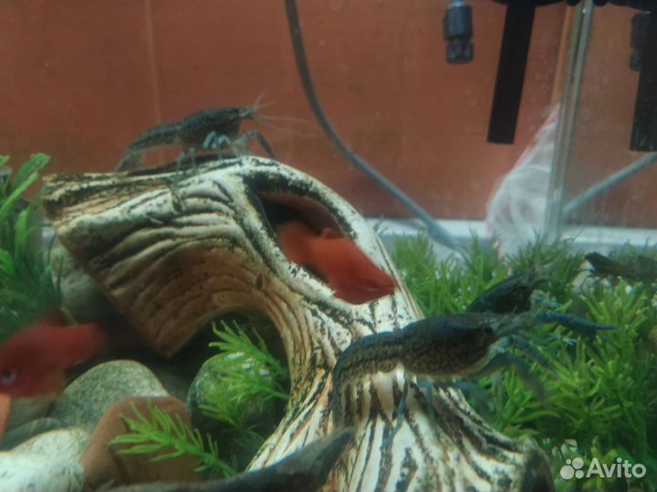 Мраморный рак для аквариума