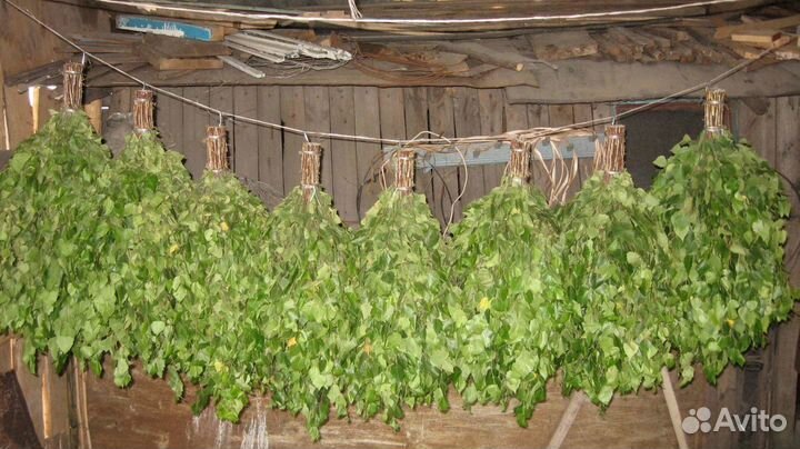 Веники березовые