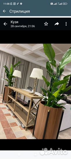 Комнатные растения