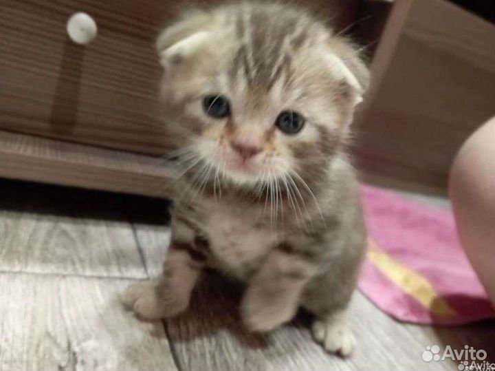 Шотландские котята