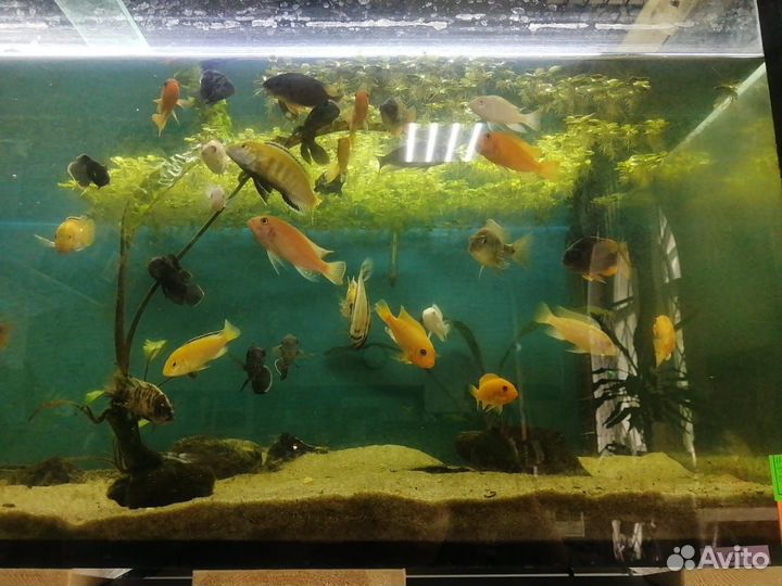 Рыбки цихлиды