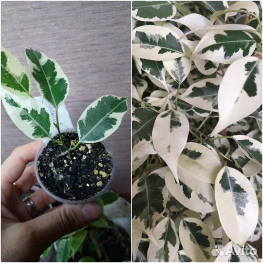 Сортовые фикусы часть 1