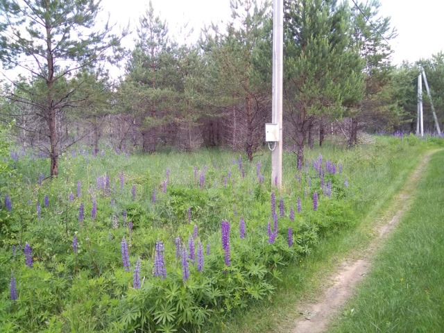 Участок 45 сот. (СНТ, ДНП)