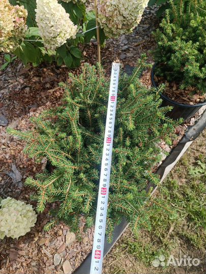 Ель Нидиформис