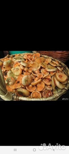 Рыжики, белые грибы