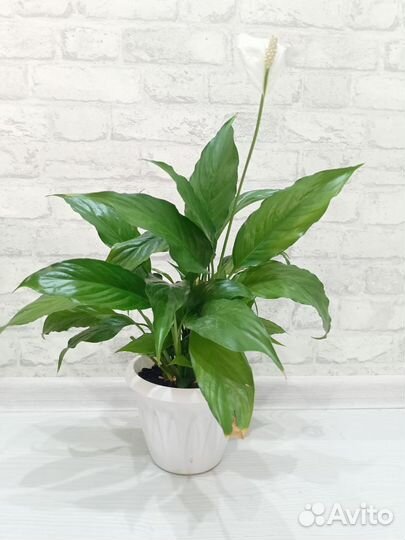 Спатифиллум 