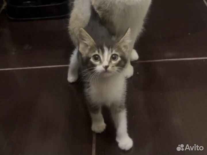 Отдаем бесплатно котенка