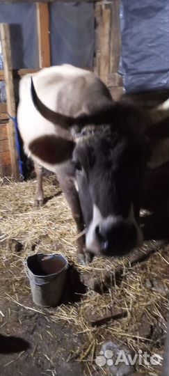 Продажа обмен на передний привод