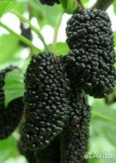 Саженцы чёрной шелковицы