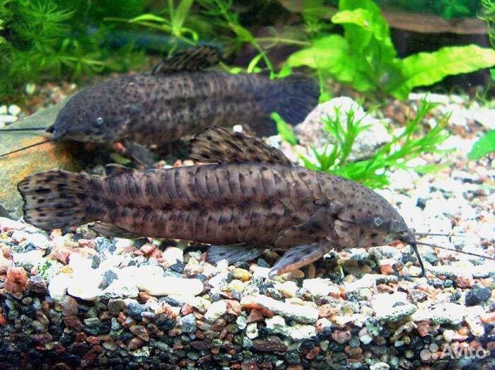 Аквариумные рыбки