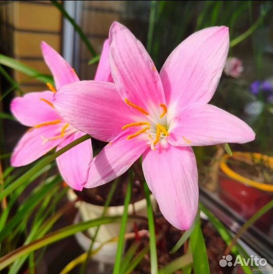 Зефирантес розовый, белый, валотта