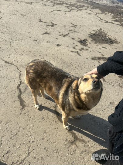 Собака в добрые руки отдам бесплатно