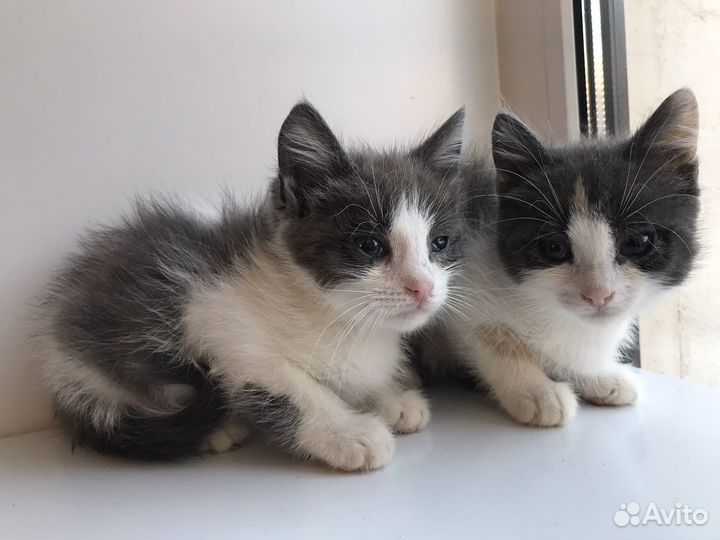 Котята в добрые руки бесплатно, нежные и умные