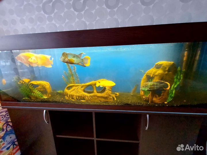 Аквариум