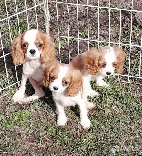 Мини спаниели
