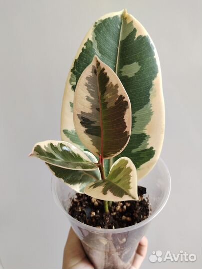 Фикус Эластика Тинеке