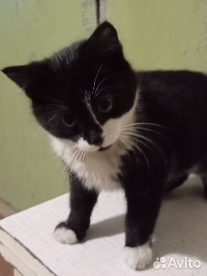 Черный котенок