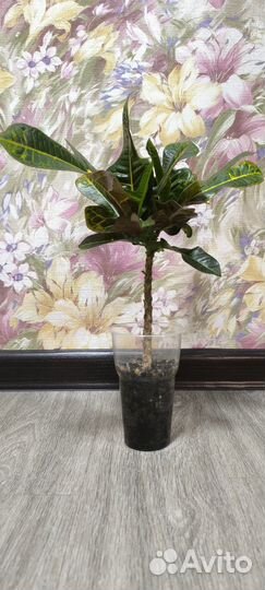 Кодиеум кротон Экселент