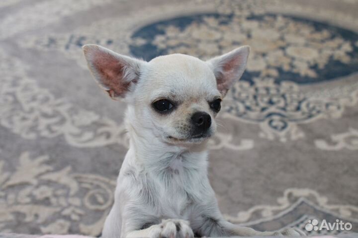 Мини девочка чихуахуа