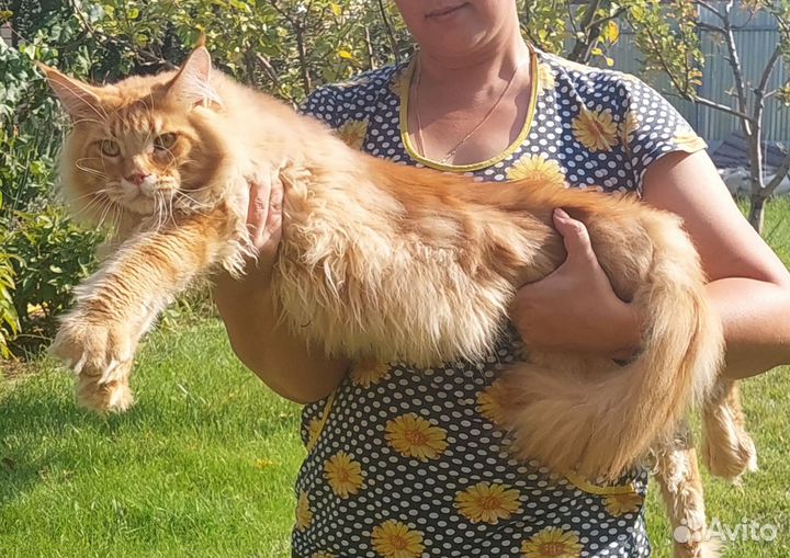 Молодой котик Чемпион