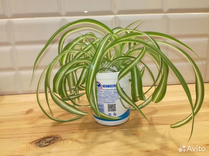 Хлорофитум 3 сорта